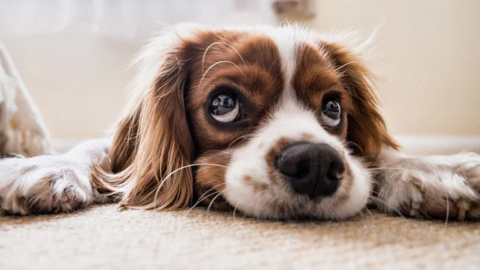 Everything you need to know about tapeworms in dogs