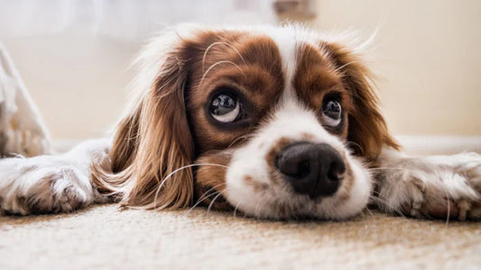Everything you need to know about tapeworms in dogs